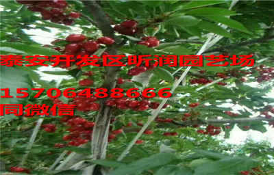 河北张家口 莫利车厘子苗 新闻 繁育区咨询处