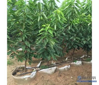 【矮化吉塞拉樱桃树苗基地直销、甘肃吉塞拉樱桃树苗价格】泰安开发区通达苗木繁育中心 - 产品库