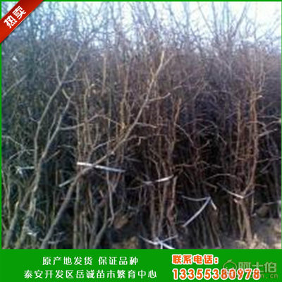 【岳诚新品种冬枣树苗成活率高产量高冬枣树苗嫁接冬枣树苗最新报价】泰安开发区岳诚苗木繁育中心 - 产品库
