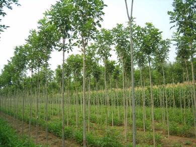 白蜡绿化苗木扦插繁殖技术研究