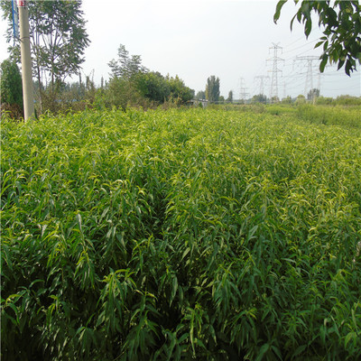 惠康苗木 桃树苗 桃树苗价格 优质桃树苗 成活率高 欢迎选购图片_高清图_细节图-泰安开发区惠康苗木繁育中心