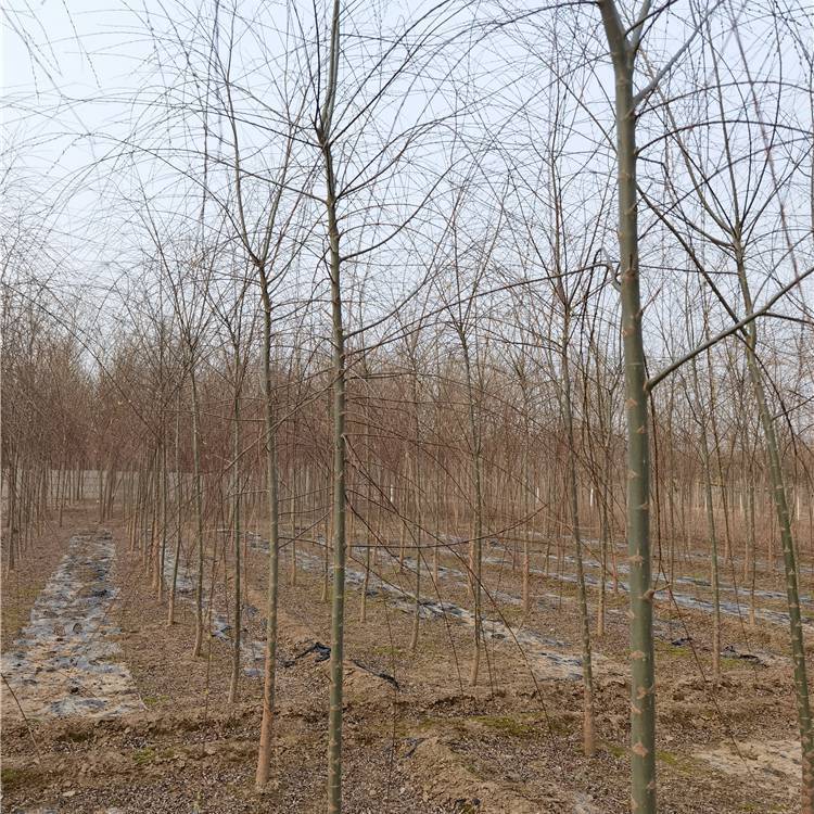 柳树苗木繁育基地_中科商务网