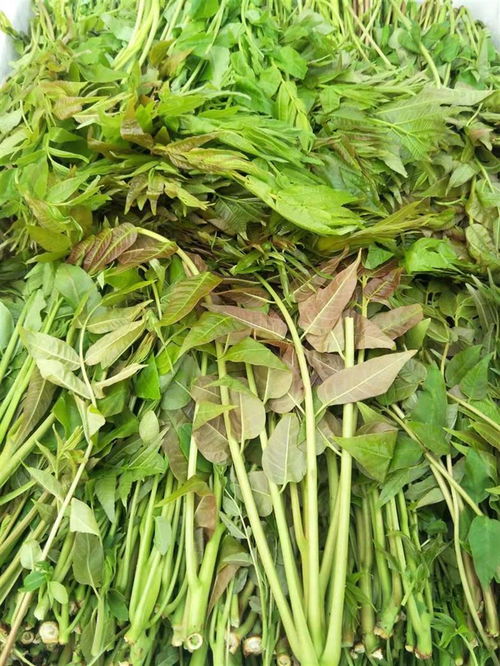 专业苗木繁育与批发 探索威海大棚红油香椿与绿油香椿的培育之道