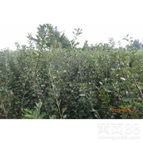 河南省山楂苗销售 早熟高产保成活基地直销，价格实惠