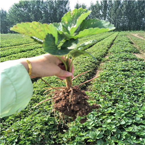 陕西丰香草莓苗的价格分析与苗木繁育技术