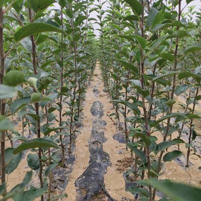 志远苗木园艺 鲁丽苹果苗与矮化中间砧苹果苗的领先优势