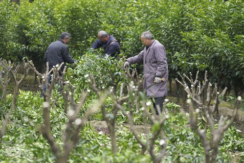 经济 | 春暖大地农事忙 苗木繁育