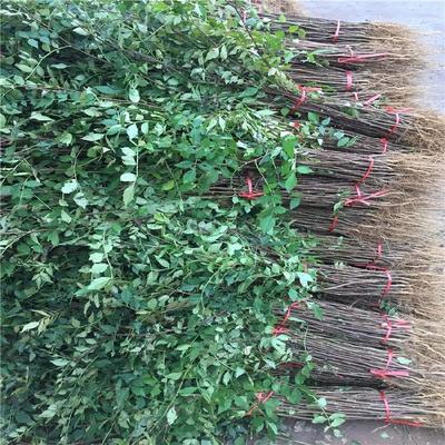 增鑫苗木 优质有刺花椒苗，品种丰富价格实惠