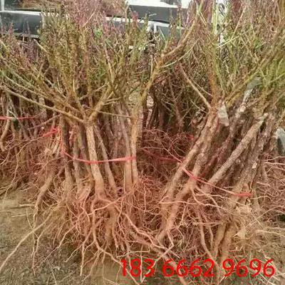 冬雪王桃苗采购指南 价格实惠，量大从优