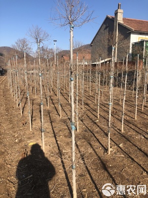 金叶榆造型树的苗木繁育技术与应用前景