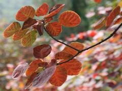 优质黄栌苗及其他苗木专业供应，成活率高，山东侧柏苗木繁育基地