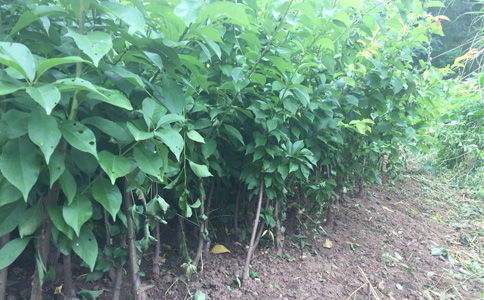 广西桂林李子苗木基地 专业繁育2公分李子树苗的优质基地