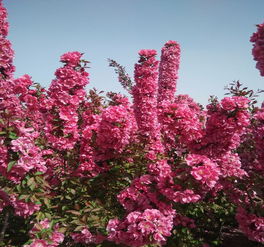 石峰印第安魔力海棠 6公分北美海棠苗木的价格与繁育全解析