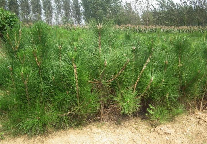 山东千里马苗木繁育基地 专业苗木繁育，助力绿色生态发展