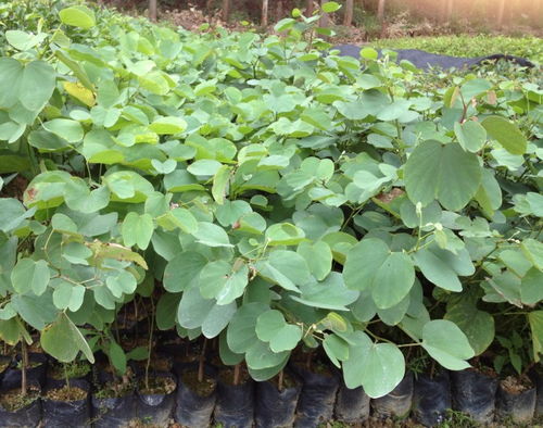 宫粉紫荆苗木繁育 从种子到成苗的全过程