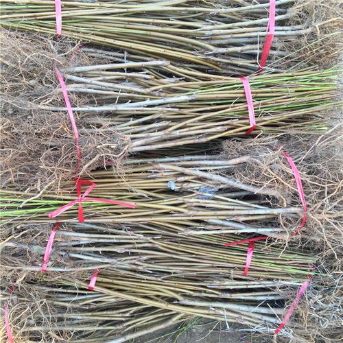 新品种毛桃树苗价格解析及苗木繁育指南