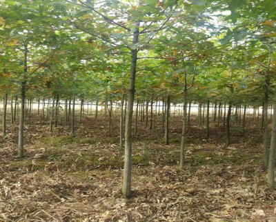 娜塔栎优质苗木繁育技术及其培育方法