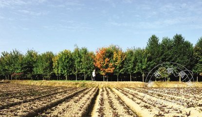 记王健花夫妇和他们的华石彩色苗木繁育基地