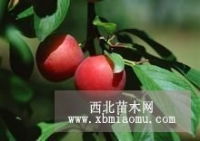 河南安阳惠农果树苗木繁育基地 打造一站式苗木供应平台