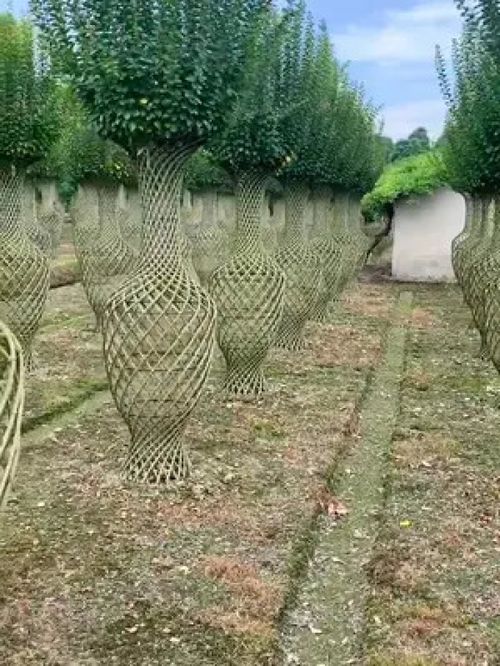 金牌苗木人 匠心打造精品紫薇造型树，诚献全国绿化苗木供应