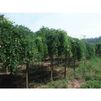 万紫千红 乔木苗木繁育的艺术与技术