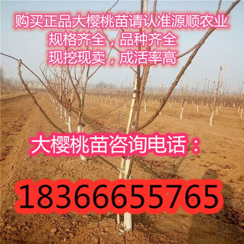 齐早大樱桃树苗多少钱一棵,齐早大樱桃树苗新品种