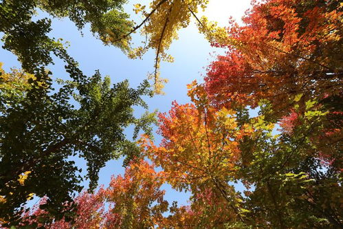 金秋赏枫正当时,盛世绿源赏枫会再次拉开帷幕