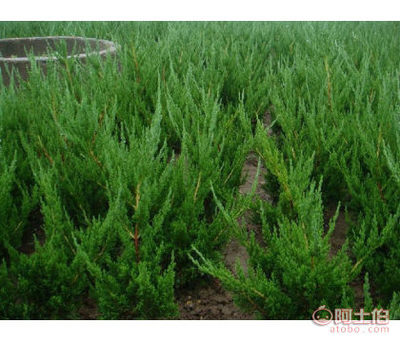 【山东自家供应龙柏苗风景美化1级龙柏苗大小规格龙柏易成活】泰安高新区绿果苗木果品繁育场 - 产品库