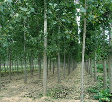 山东省单县高韦庄镇优质苗木繁育基地供应多样化品种