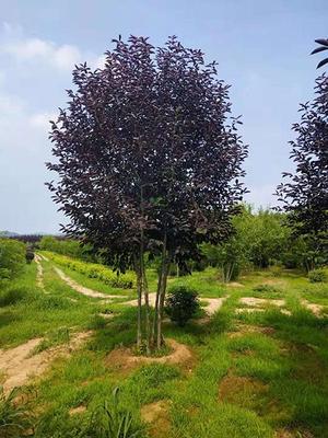 万花筒 苗木繁育的艺术与科学