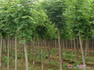 春季苗圃管理 绿化苗木的繁育与养护技术指南