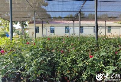 德州园林扦插苗木60余种2000余株，创新繁育技术助力绿化升级