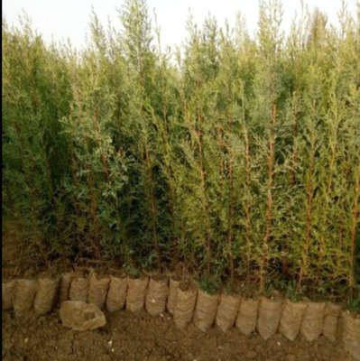 昊天柏木营养杯苗木繁育基地 优质H50公分柏木无纺布袋苗的专业供应