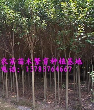 河南潢川花木苗木园林苗圃场 苗木繁育的绿色引擎