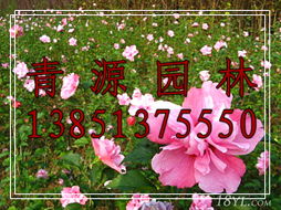 沭阳县青源绿化苗木繁育销售基地球类植物产品列表与苗木繁育介绍