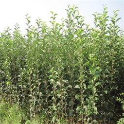 泰安高新区成运苗木繁育中心 价格、厂家与批发服务全解析