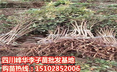 湖北宜昌李子树苗价格及繁育基地概述