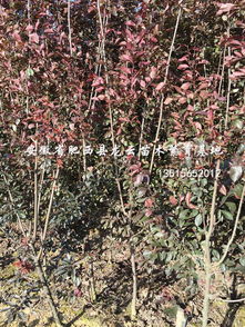 安徽肥西龙云实业大型苗木繁育基地 专业苗木繁育与生态发展的领航者