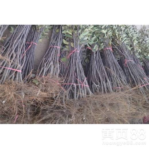 河北省石家庄市青脆李子苗繁育基地 优质李子树苗的培育与展望