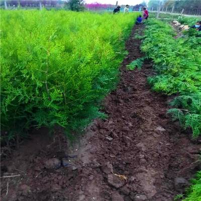 周至侧柏繁育基地 专业供应一年生侧柏，打造优质苗木繁育典范