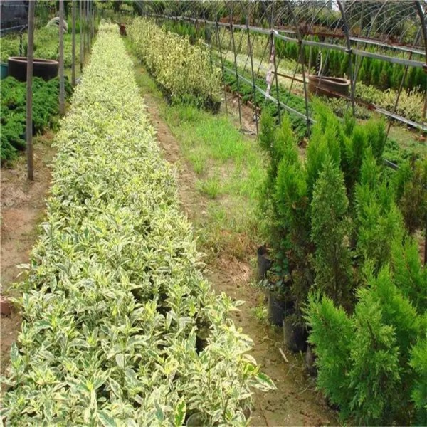 花叶栀子花花境植物 优质苗木的繁育与供应