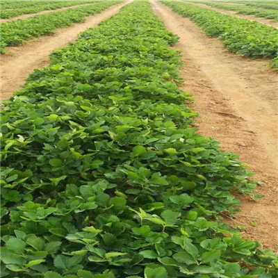 童子一号草莓苗 花色特征与苗木繁育全解析