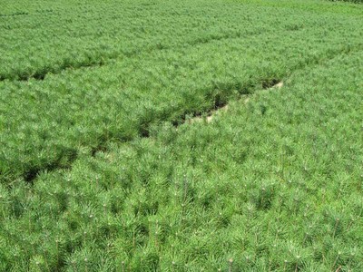 辽宁樟子松苗木繁育基地 高效繁育技术与生态价值