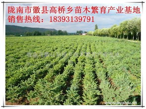 云杉苗木繁育 徽县高桥乡的绿色产业实践