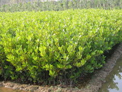 守护海岸绿城，广州番禺红树林苗木繁育基地专业供应优质苗木