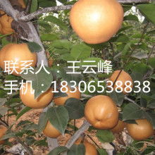 河东浩森苗木繁育中心 专业供应与繁育，助力绿色生态建设