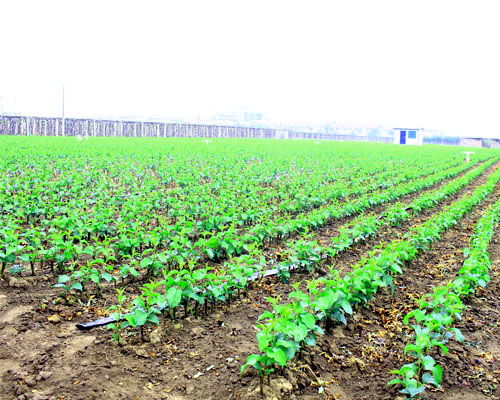 营口熊岳丰汇苗木 专业繁育鸡心果、国峰7号与恐龙蛋李子的绿色摇篮