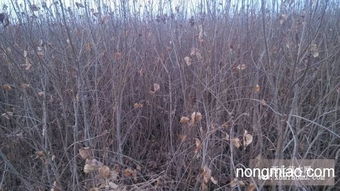 武威凉州广美苗木 连翘优质种苗繁育与价格指南