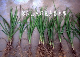 苗木繁育的数字化新机——网交会商业机会专区赋能产业升级