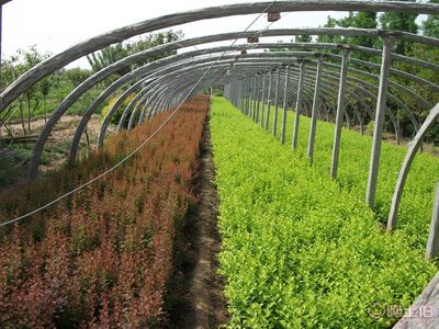 泰安优质绿化苗木 冬青、瓜子黄杨、红叶小波，专业供应